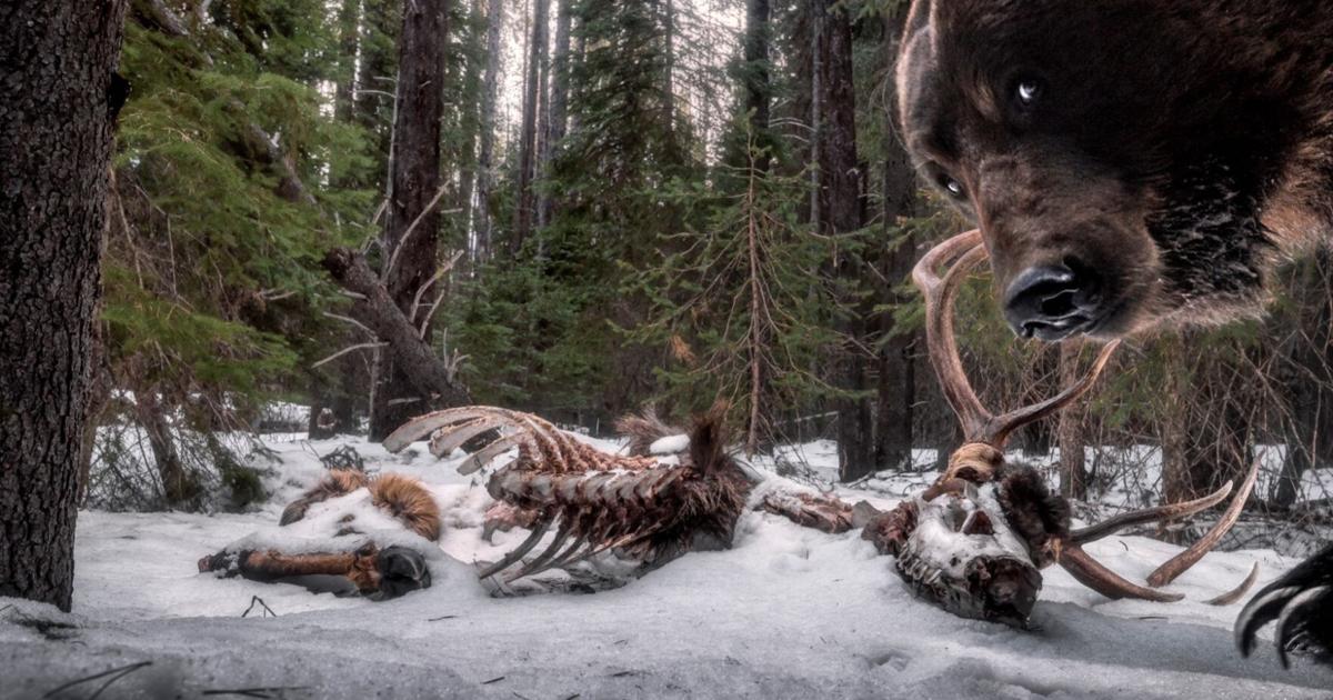 Corinth native wins photography award for ‘Grizzly Remains’ | Local