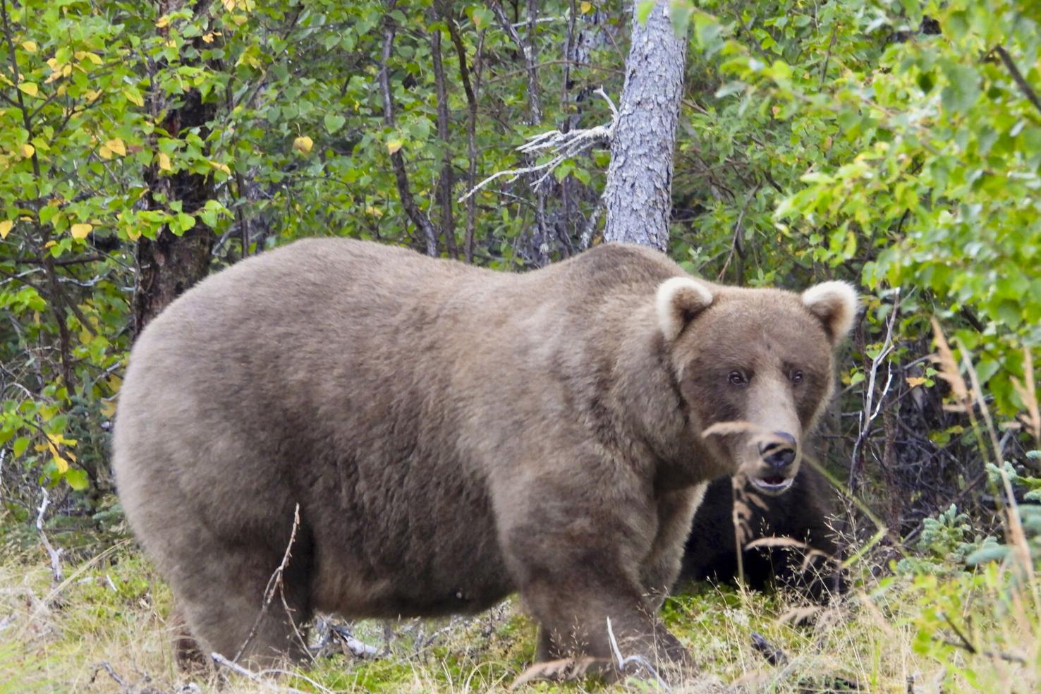 Grazer beats Chunk to win Alaska's Fat Bear Contest