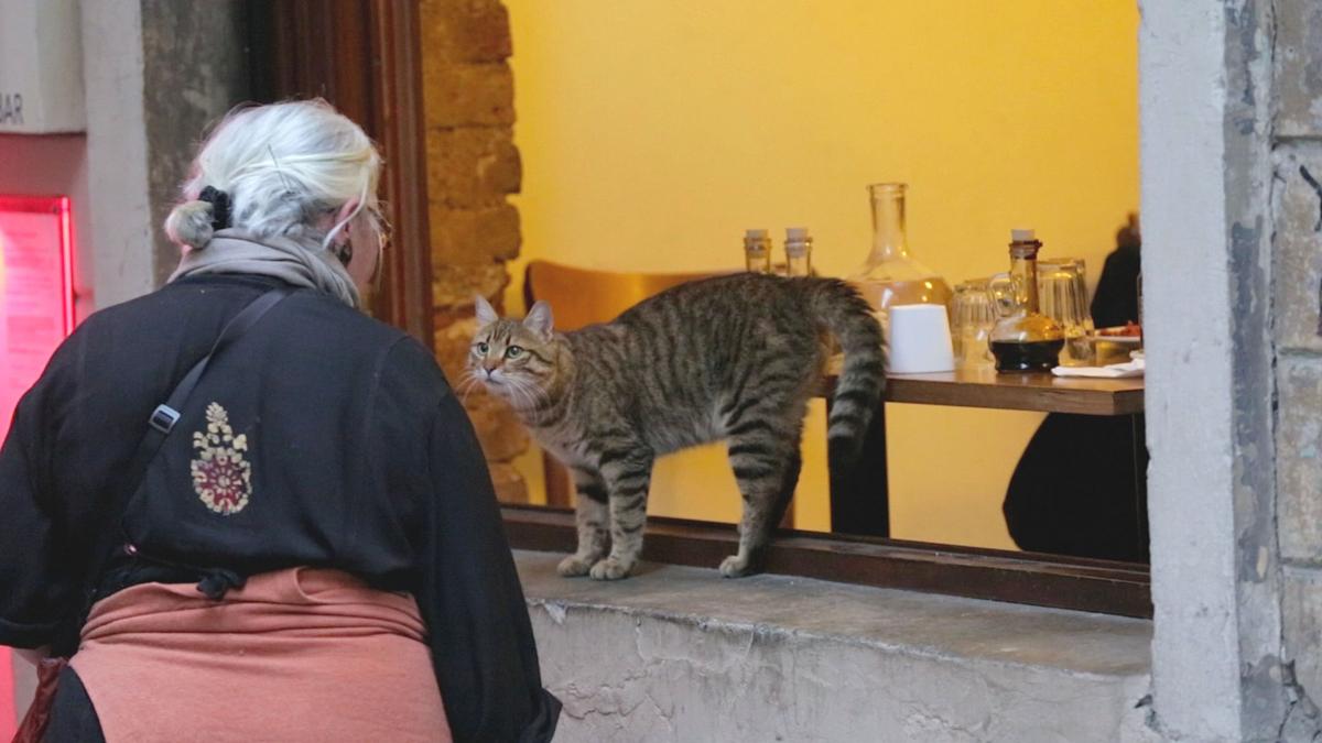 Kedi For The Love Of Cats Local Poststar Com