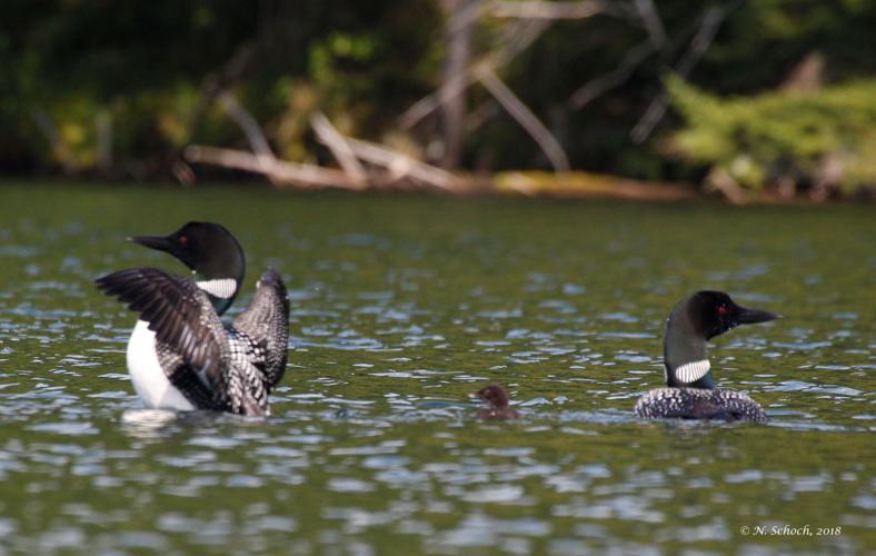 Helping loons and the environment
