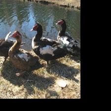 Dogs, ducks and a snapper