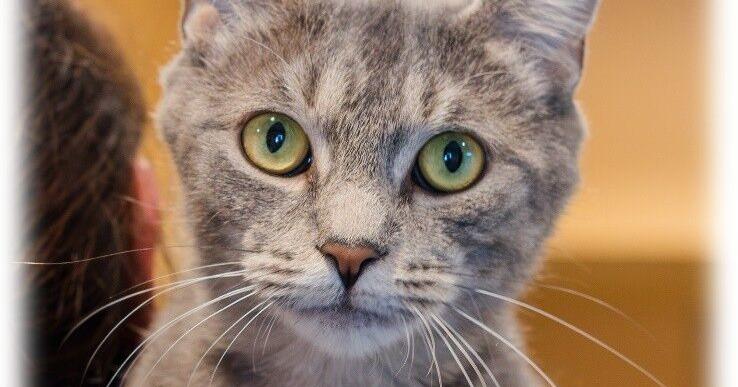 Find-a-Friend: Adoptable pets near you!
