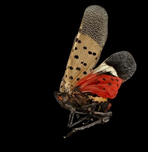 Spotted lanternfly