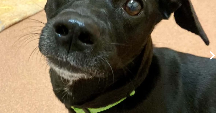 Find-a-Friend: Adoptable pets near you!