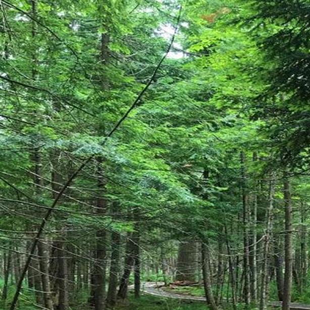 Wilcox Lake Wild Forest Trail Gets Overhaul Local Poststar Com