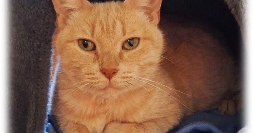 Find-a-Friend: Adoptable pets near you!