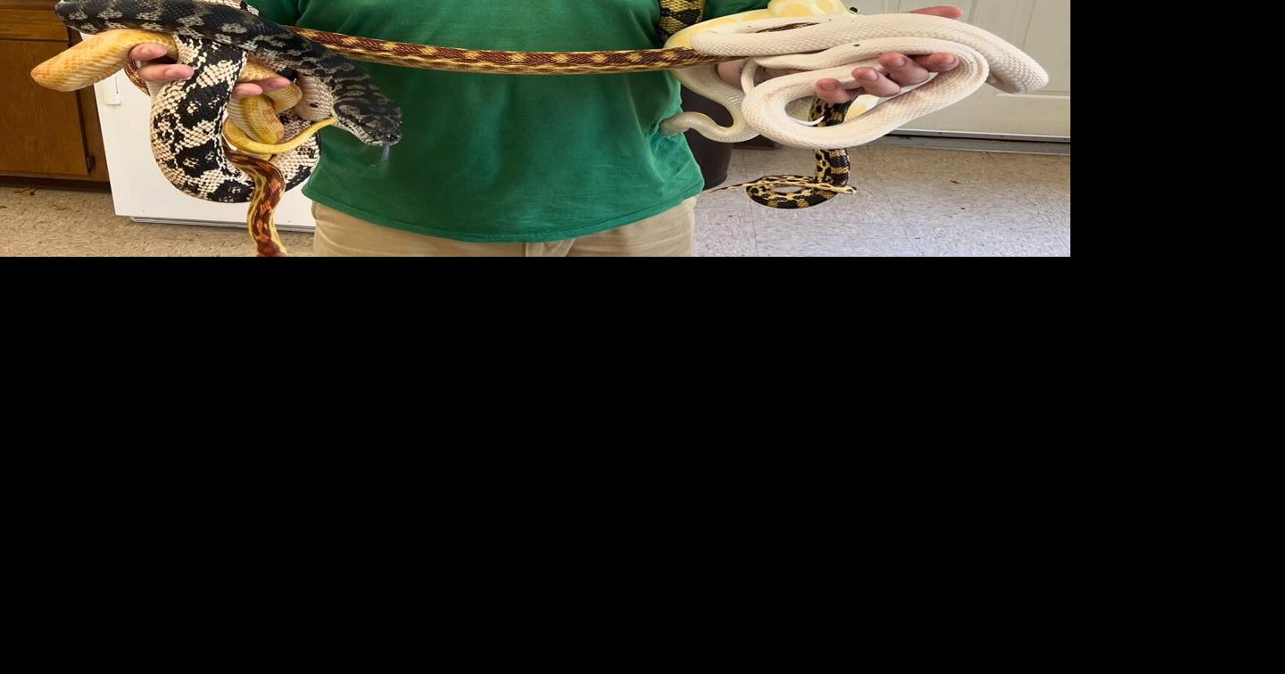Unique reptile show comes to Town of Chester Library Thursday