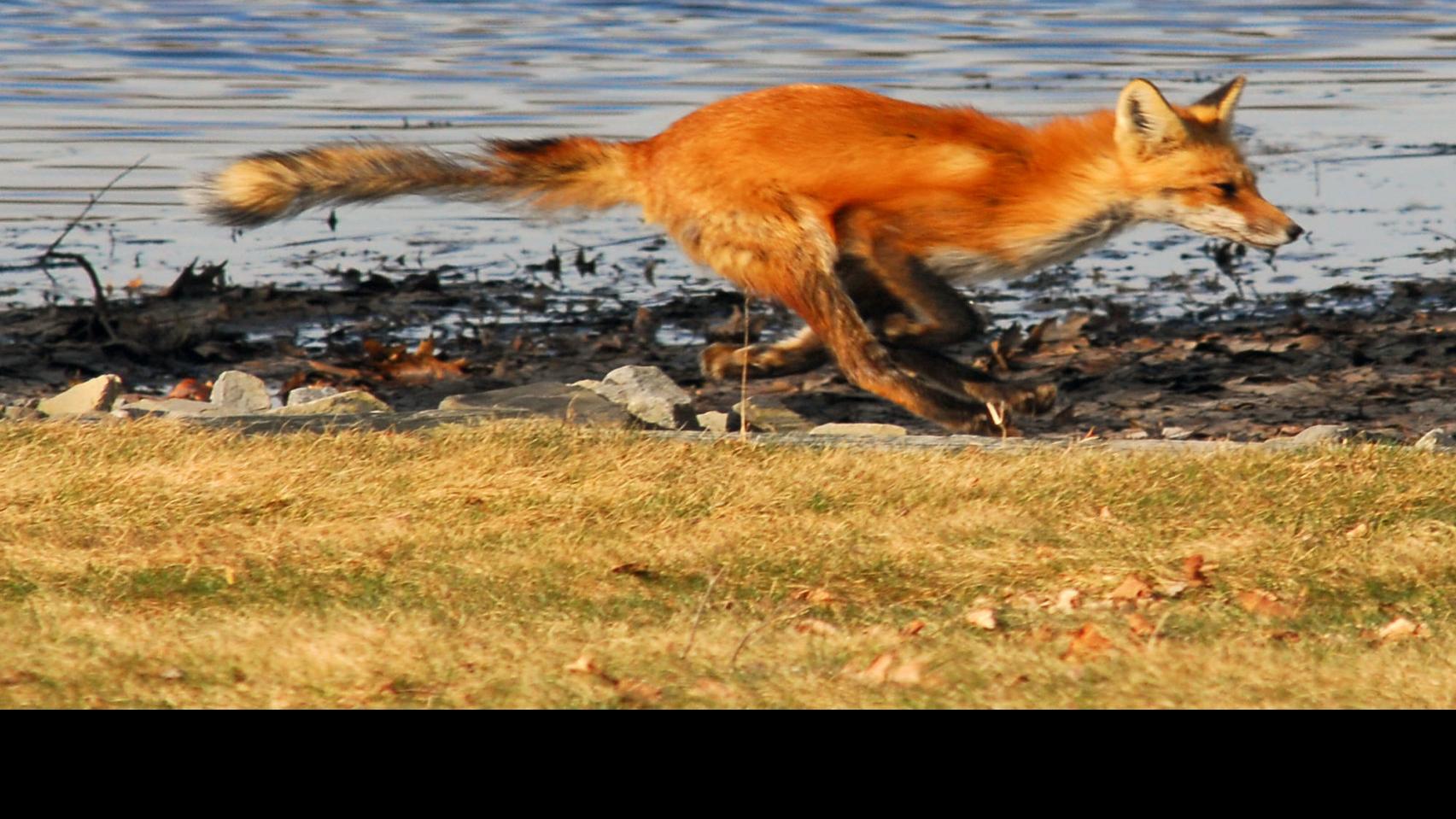 Police Kill Rabid Fox Suspected Of Attacking Two In Bolton Local Poststar Com