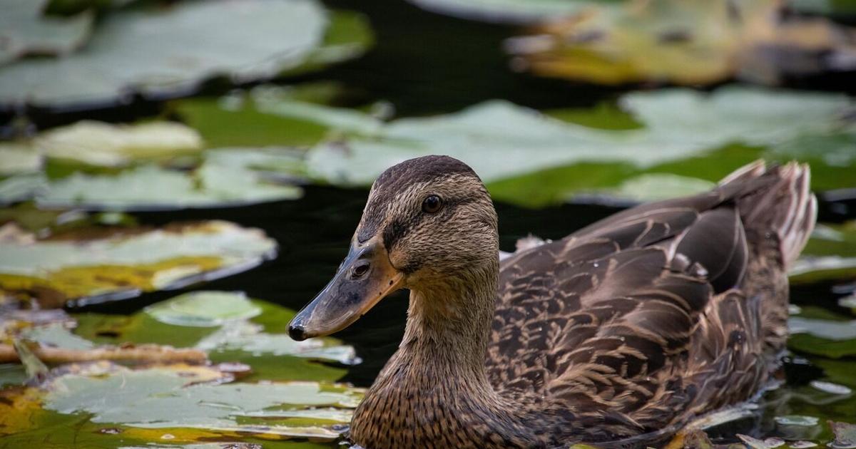 Accessible birding programs at Wilton Wildlife Preserve