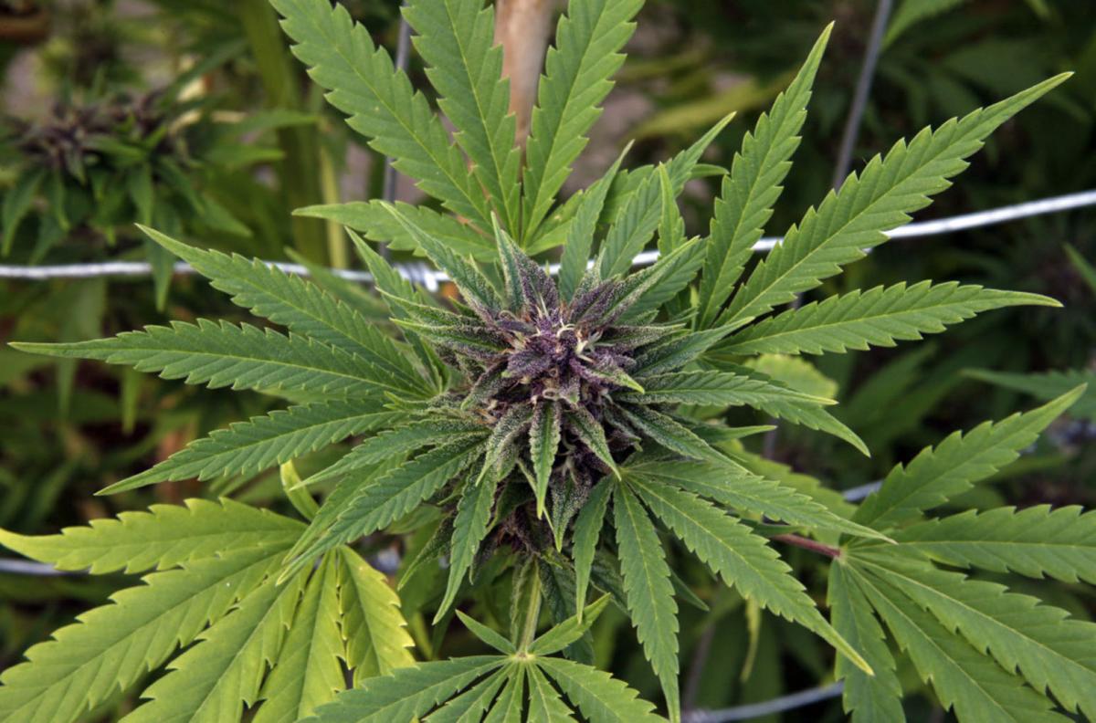 Marijuana growth