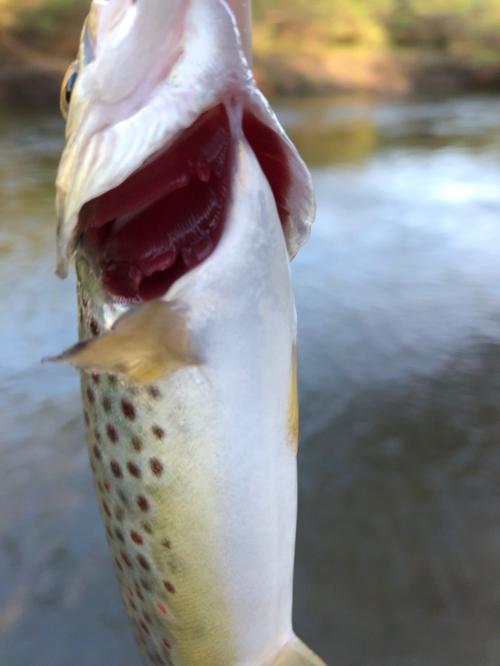 brown trout