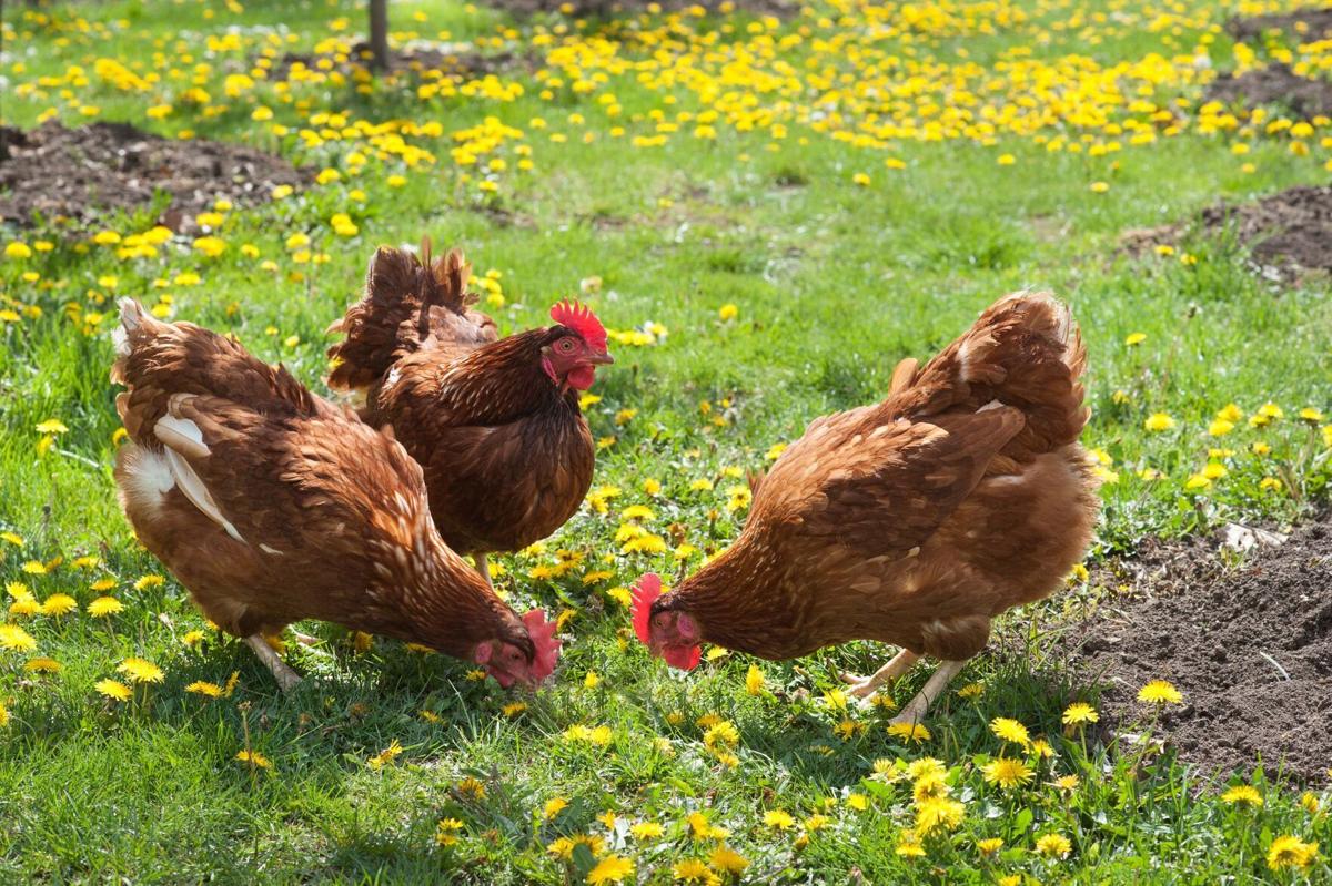 Backyard poultry