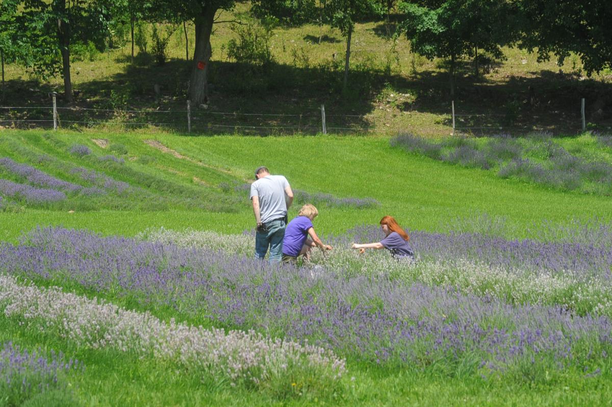 Lavender fields forever at Fort Ann farm Local