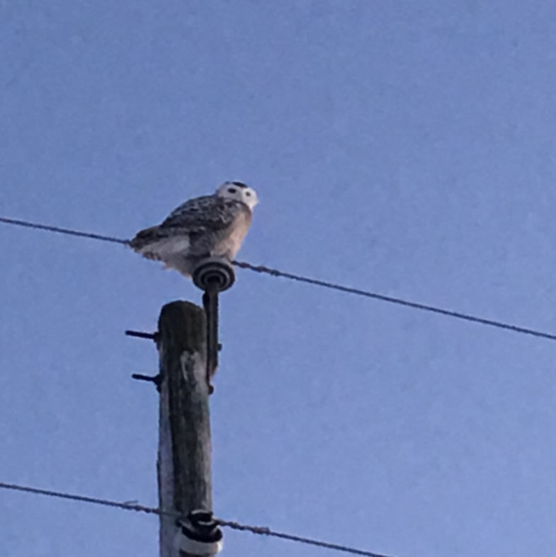 Sightings