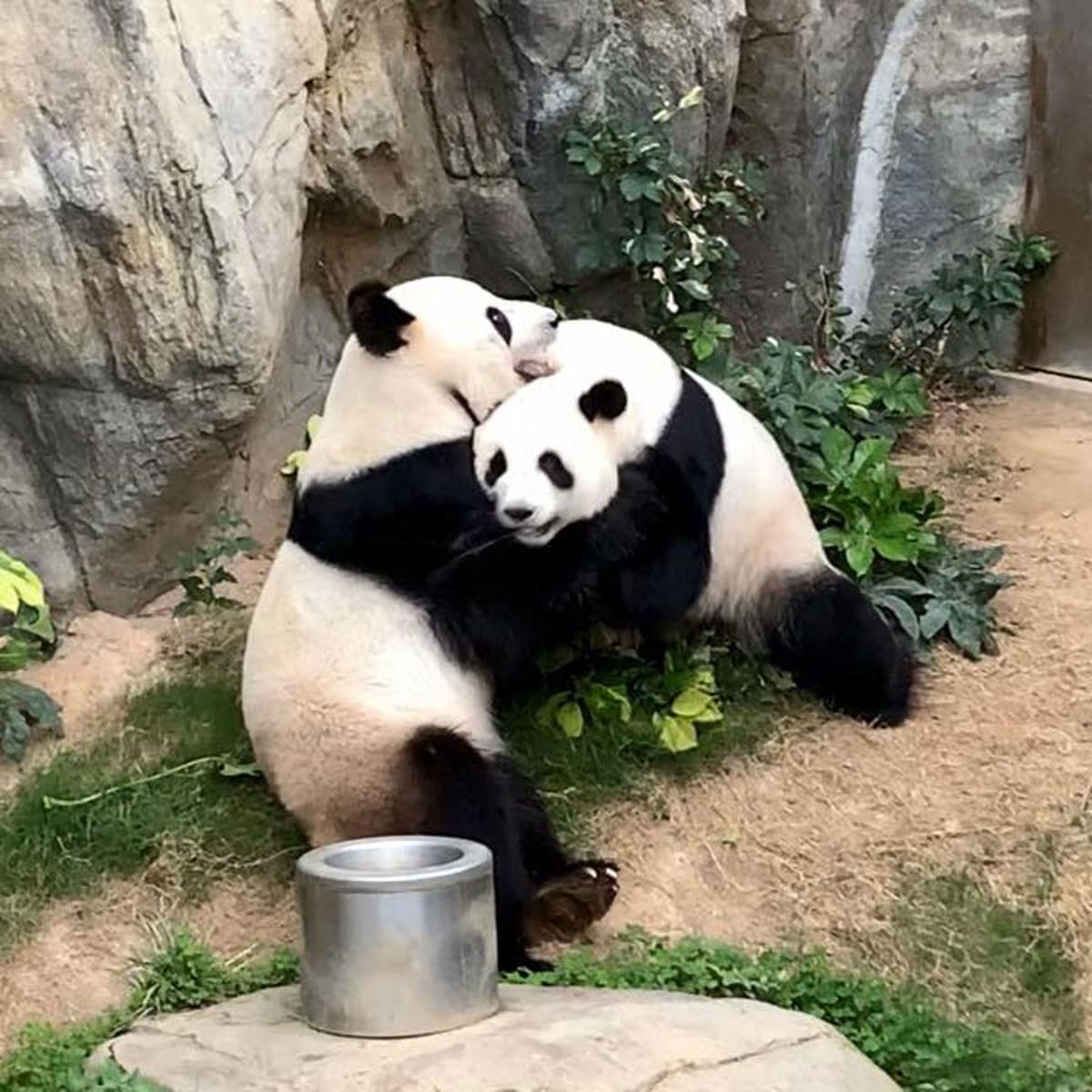 A Zoo Has Been Trying To Get Two Pandas To Mate For 10 Years When