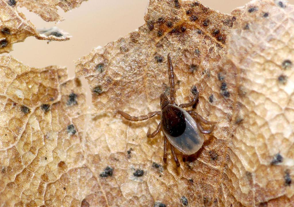 Ticks Have Firm Hold In Adirondacks Local Poststar Com