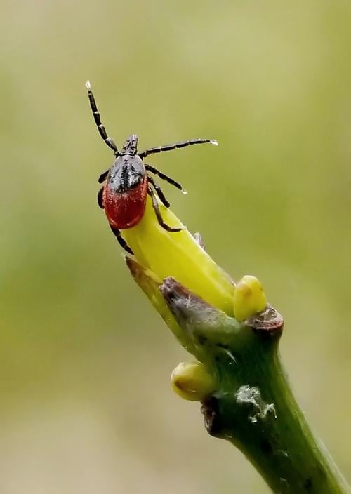 Questing deer tick