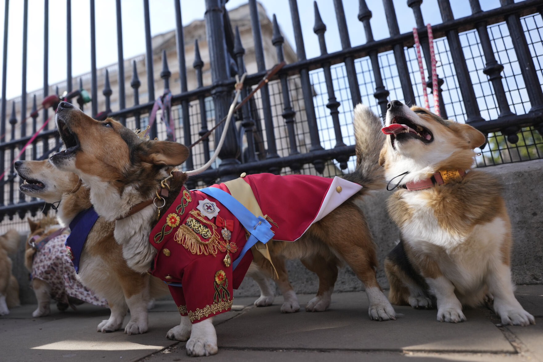 In memory of Queen Elizabeth, a Corgi parade