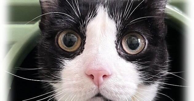 Find-a-Friend: Adoptable pets near you!