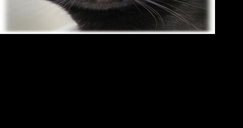 Find-a-Friend: Adoptable pets near you!