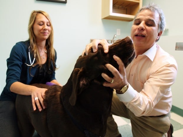 New Greenfield Animal Hospital offers unique treatments for ailing pets
