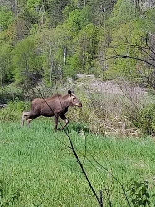Warrensburg moose