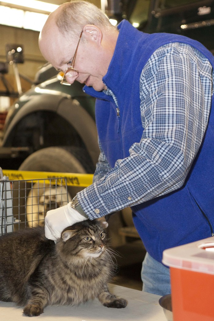 stray cats spraying outside my house