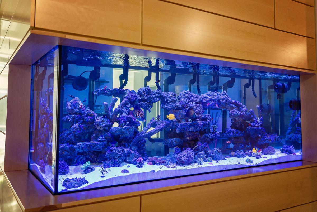 New 600-gallon aquarium at SUNY Adirondack delights