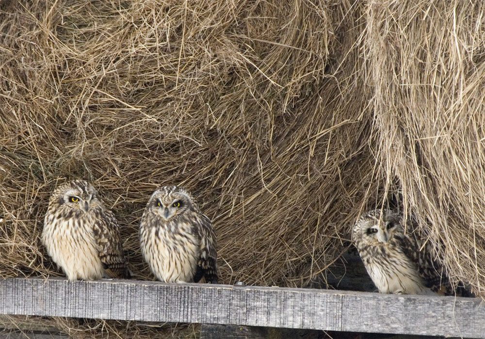 Fundraiser will benefit bird conservation group and Caffe Lena