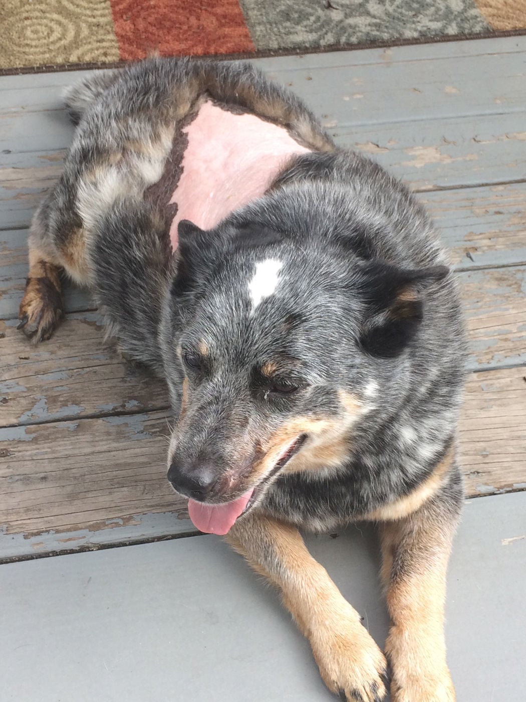 shaved red heeler