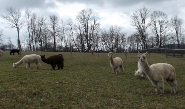 Washington County Fiber Farm Tour Shows Its Softer Side