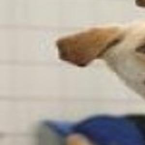 Underdogs Are Here Lifestyles Poststar Com