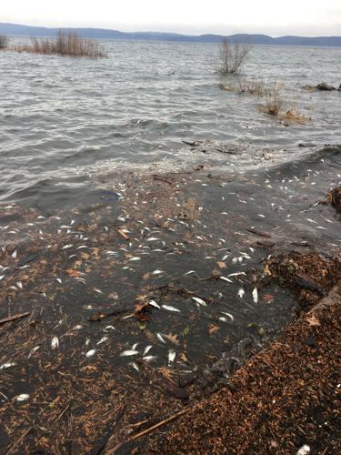 Dead alewives