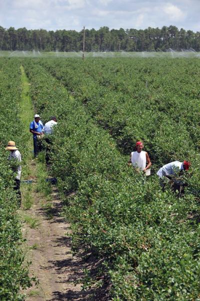 Conditions For Blueberry Pickers Under Scrutiny At Area Farms