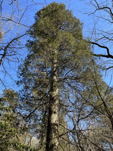 Guest commentary: Save New Jersey's 'wolf tree forest