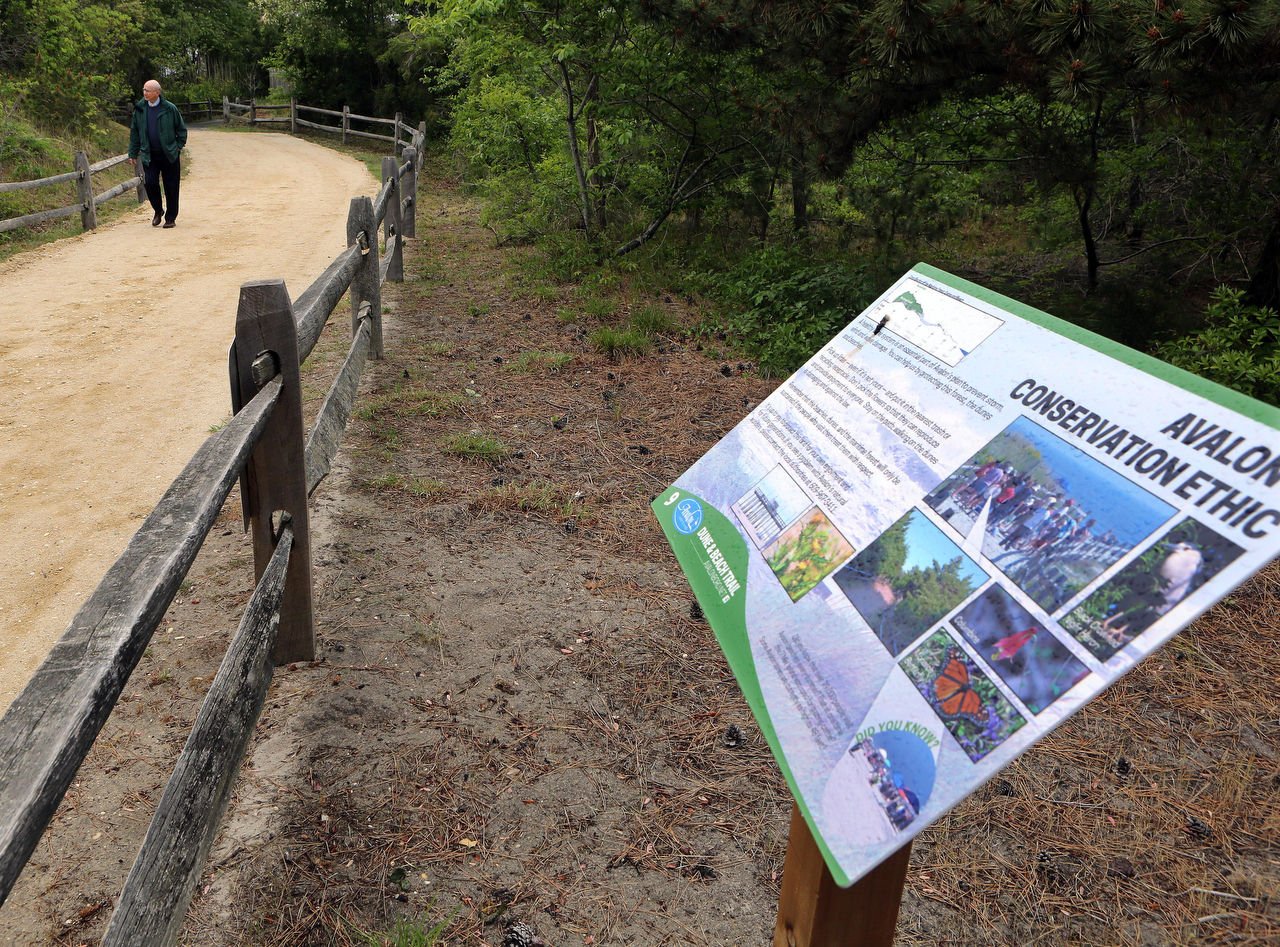 Avalon's Dune and Beach Trail a walk on the wild side