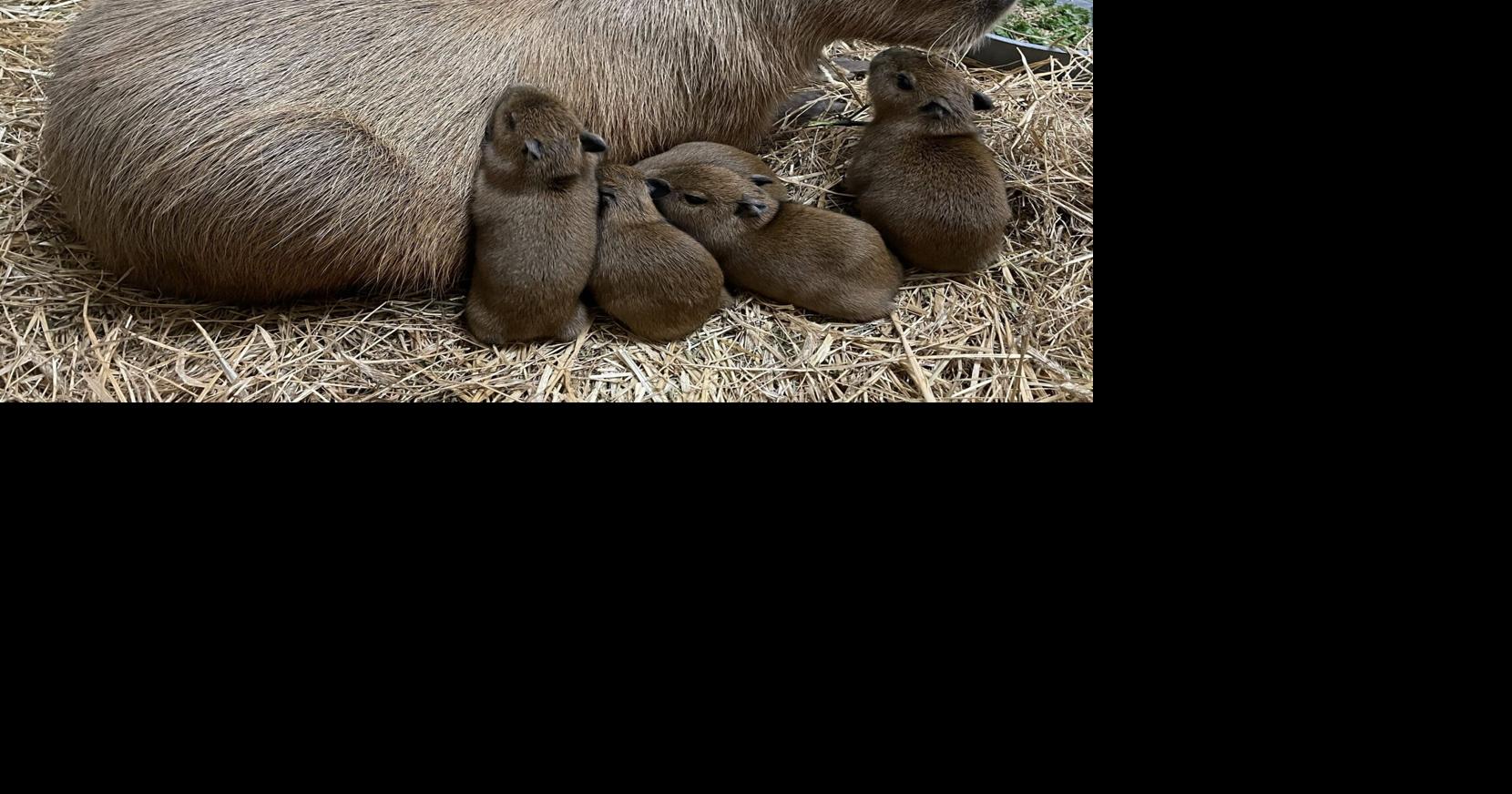 Cape May zoo up to 7 capybara pups