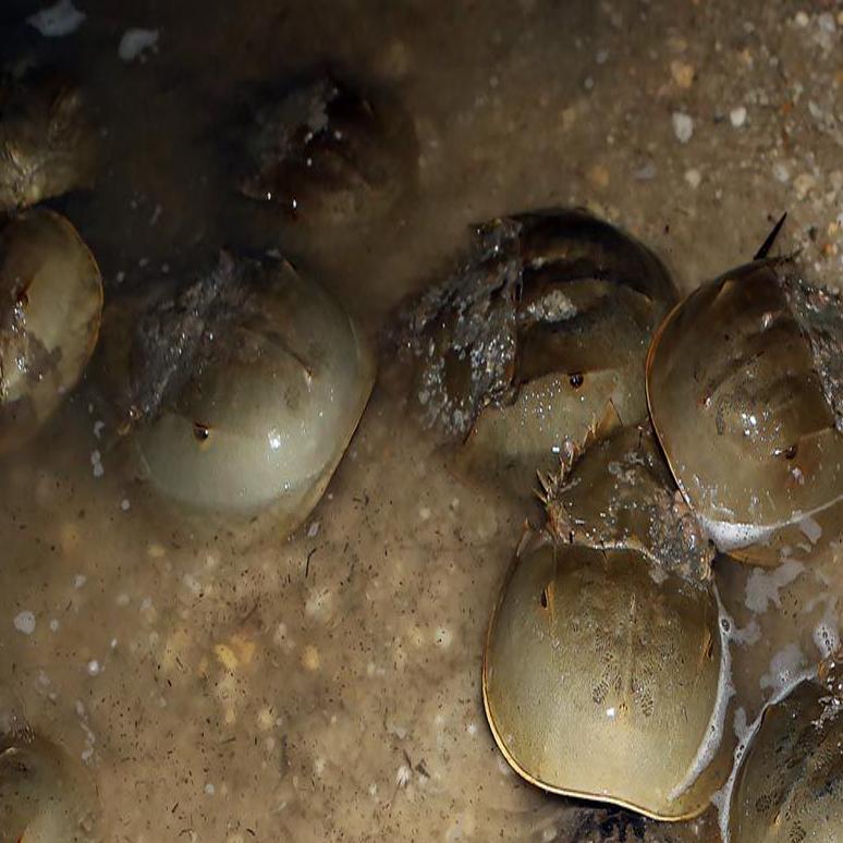 Alternative To Horseshoe Crab Blood For Medical Testing May Save Species Latest Headlines Pressofatlanticcity Com