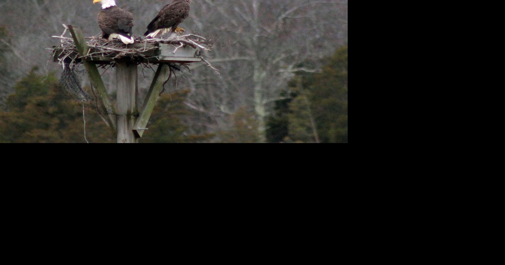 Bald eagles continue recovery in New Jersey