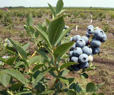 Researchers Working To Breed A Better Blueberry In South Jersey Local News Pressofatlanticcity Com