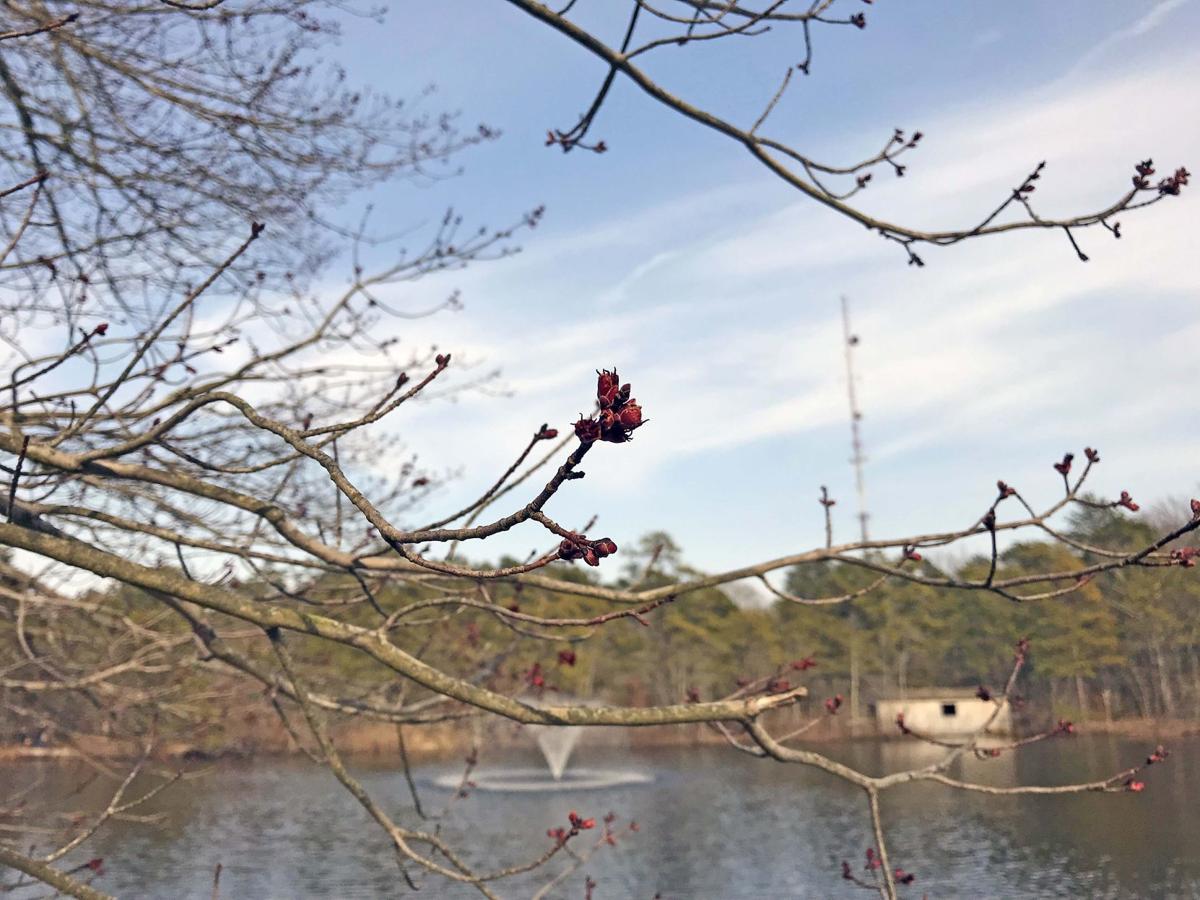 What is this season's allergy forecast?