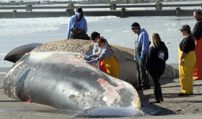 Beached Whale