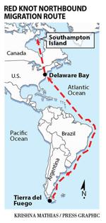 Red knot migration route map