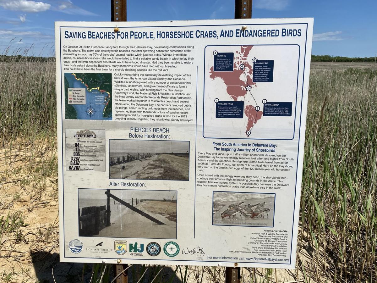 horseshoe crabs (15).jpg