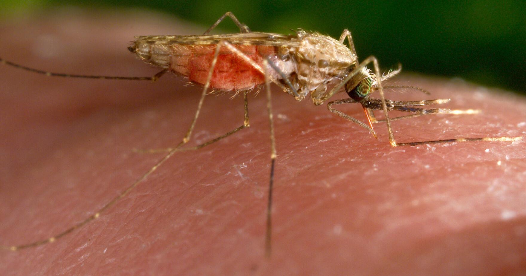 Changing climate gives mosquitoes more time to live each year - Vimarsana News