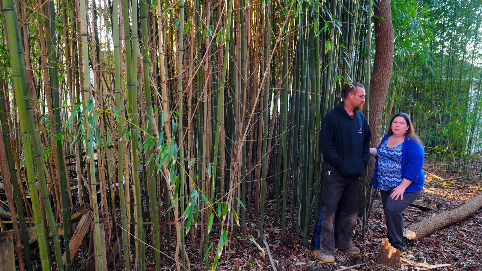 Homeowners Face Major Costs Removing Bamboo From Neighbors Yards Latest Headlines Pressofatlanticcity Com,Kimchi Recipe With Apple