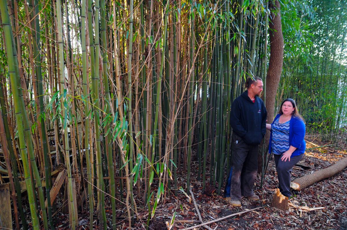 BAMBOO
