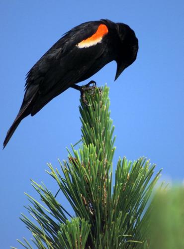 black birds in new jersey