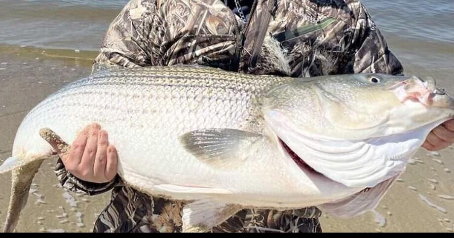 37-inch striper caught from Atlantic City jetty; blowfish caught from LBI  surf: Shep on Fishing