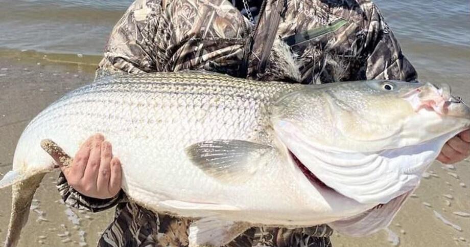 37-inch striper caught from Atlantic City jetty; blowfish caught from LBI  surf: Shep on Fishing